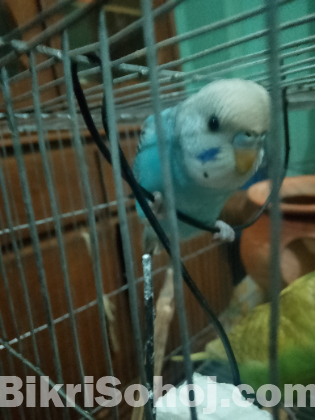 রানিং বাজিগার খাঁচা সহ